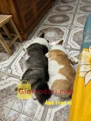 Giảm giá [Mã giảm 17%] Sách Combo 30 Ngày Học Tiếng Hàn: Sổ Tay Bắt Đầu Tiếng Hàn - Sổ Tay 1200 Từ Vựng Tiếng Hàn Và Sổ Luyện Viết Tiêng Hàn. Sp tốt. Nhưng bạn giao hàng ăn nói lấc cấc. Không tôn trọng khách. 